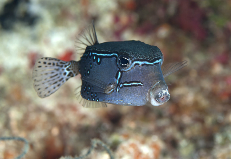 poisonous fish