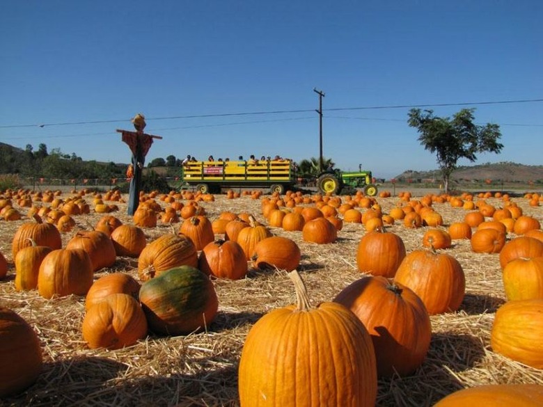 pumpkins