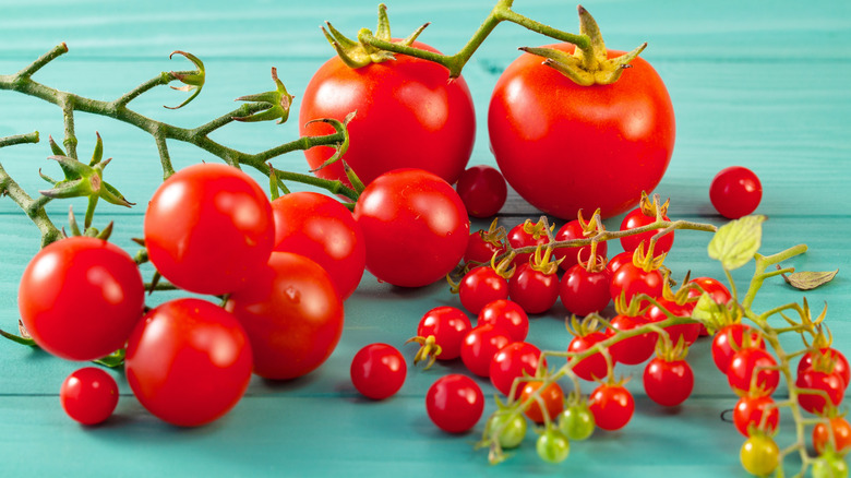 modern cherry tomatoes and ancient wild tomatoes