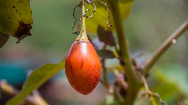tomato growing in South America