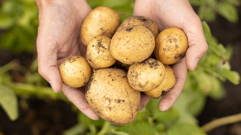 hands holding dirty fresh potatoes