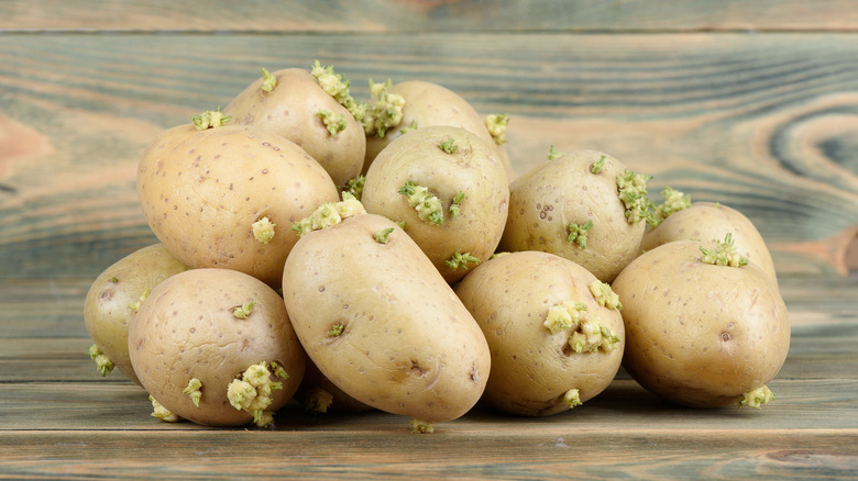 Pile of sprouted potatoes