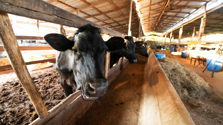 Wagyu cow in barn