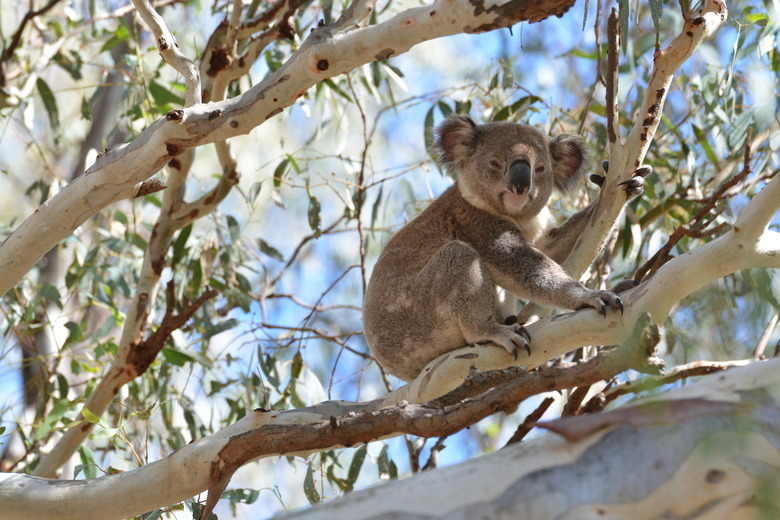 koala