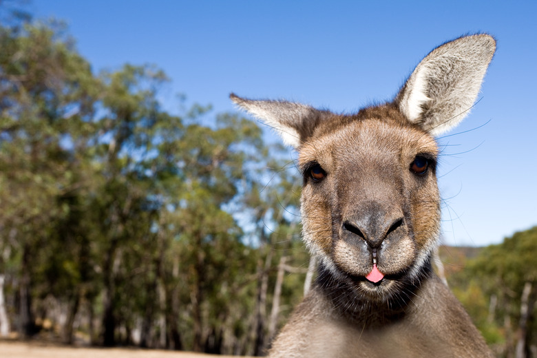 kangaroo
