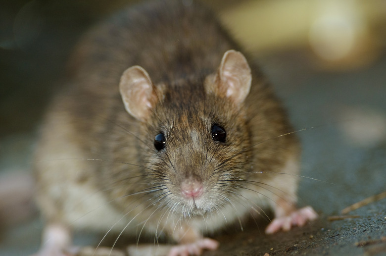 rat