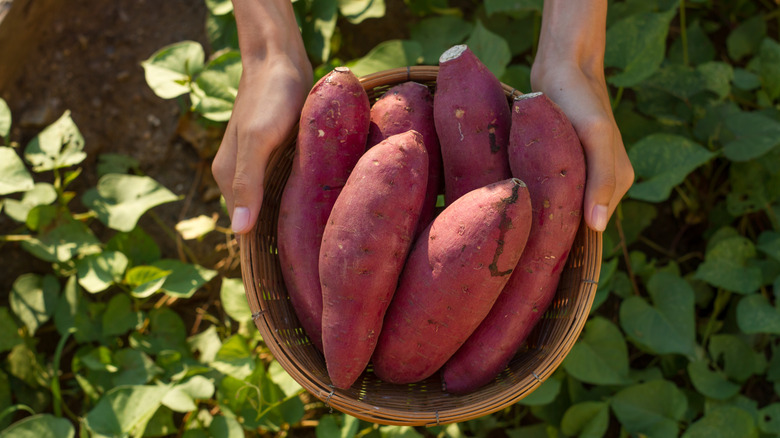 Sweet potatoes in a basket