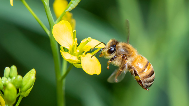honeybee with yellow flower