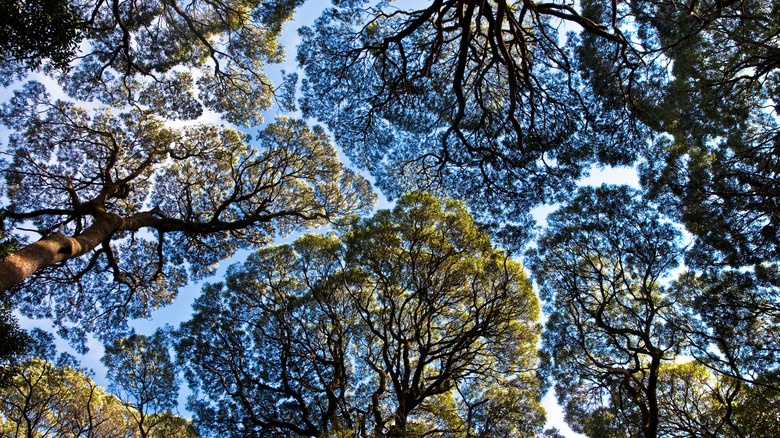 Tasmanian leatherwood grove
