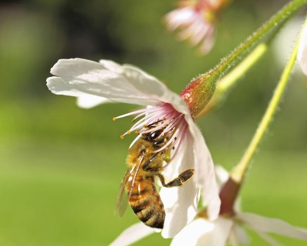 Bees