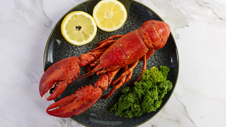 Close up of fresh steamed lobster with herbs