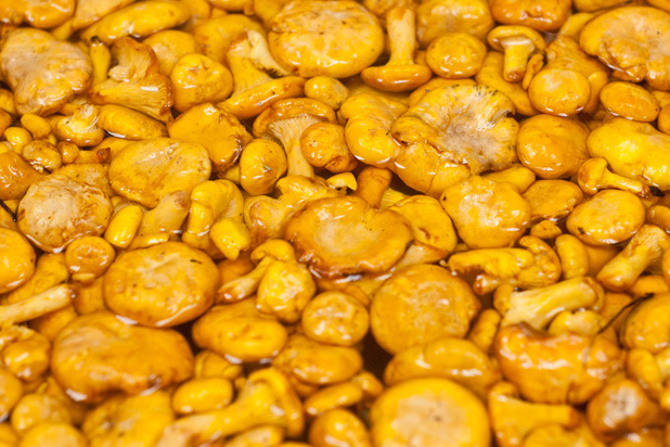 Chanterelles