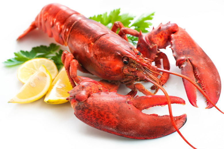 lobster