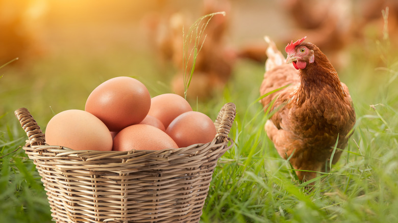 Hen with basket of eggs