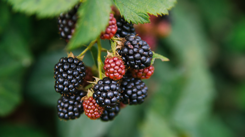 Fresh blackberries