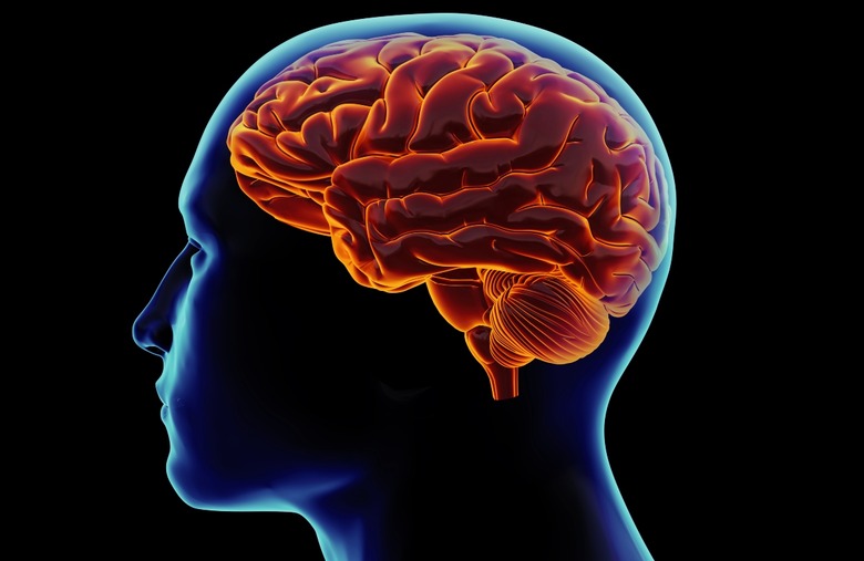 Brain cells can't grow back