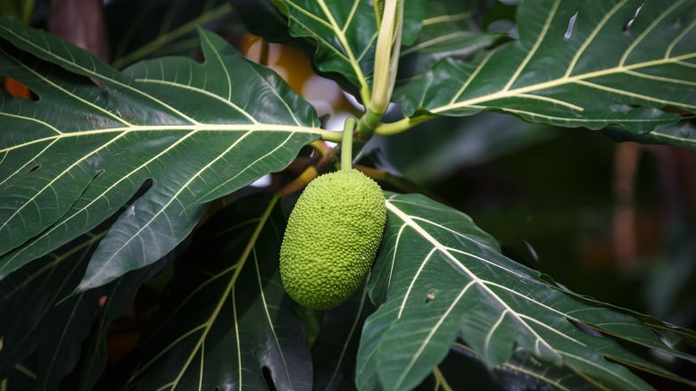 Breadfruit hanging from tree leaves
