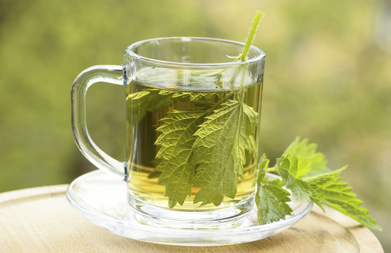 Stinging Nettle