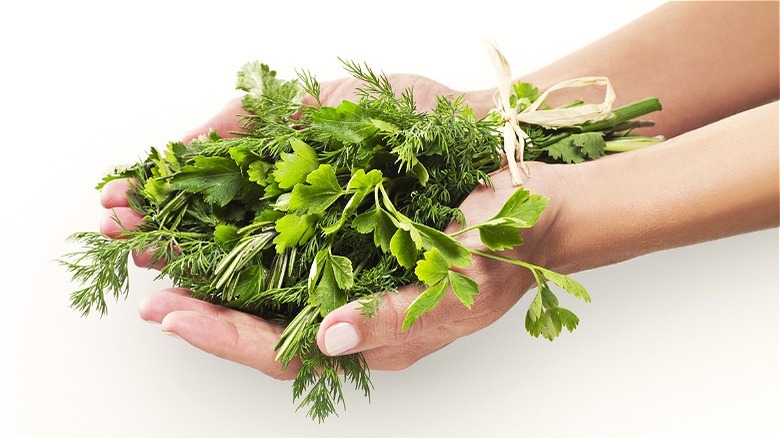 Hands holding green herbs