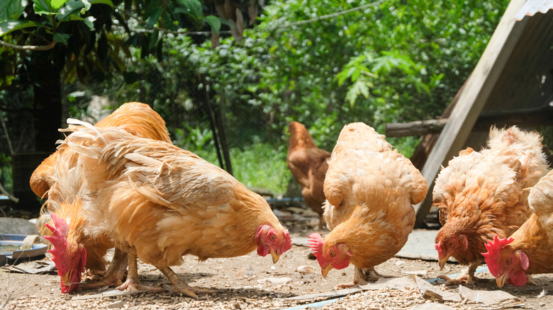 Cage-free hens on a farm 