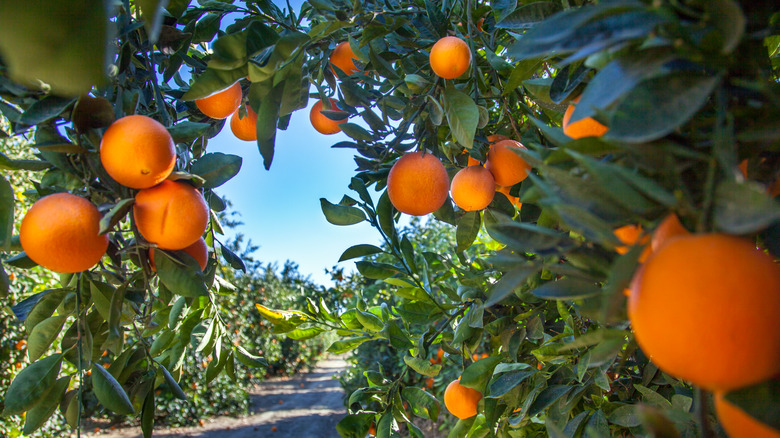 oranges growing on trees