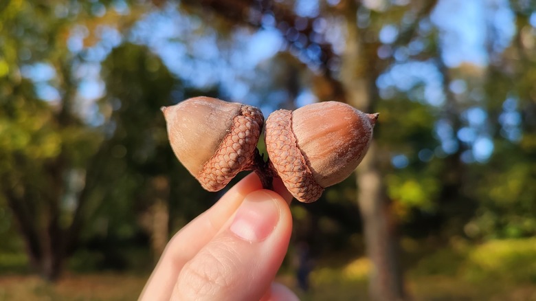 Two acorns held in fingers before trees