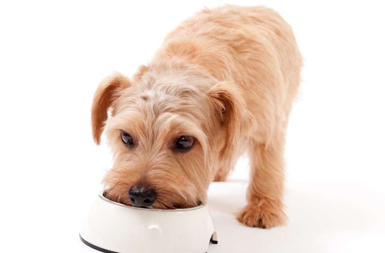 Dog Eating