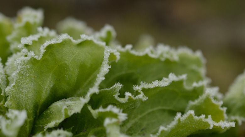 Freezing leafy greens
