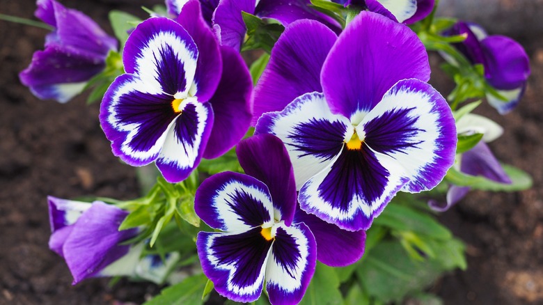 Purple pansies 