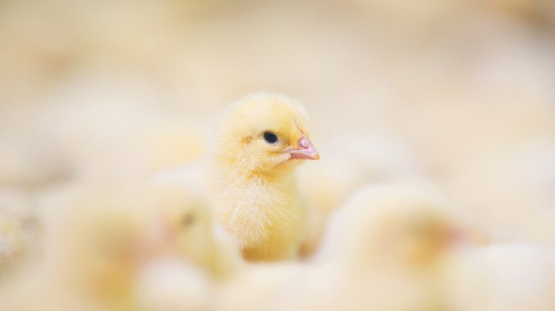 Baby chick among sea of chicks