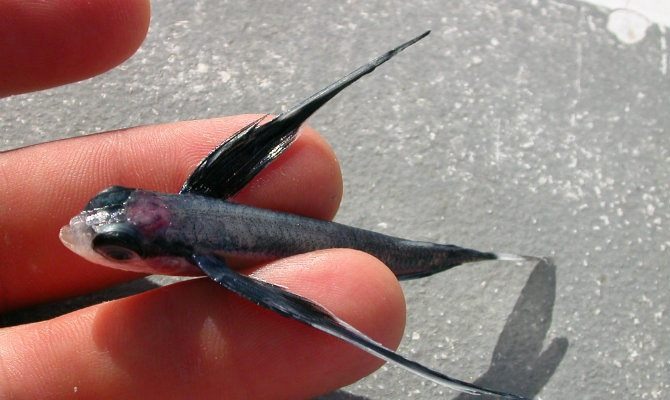 Flying fish