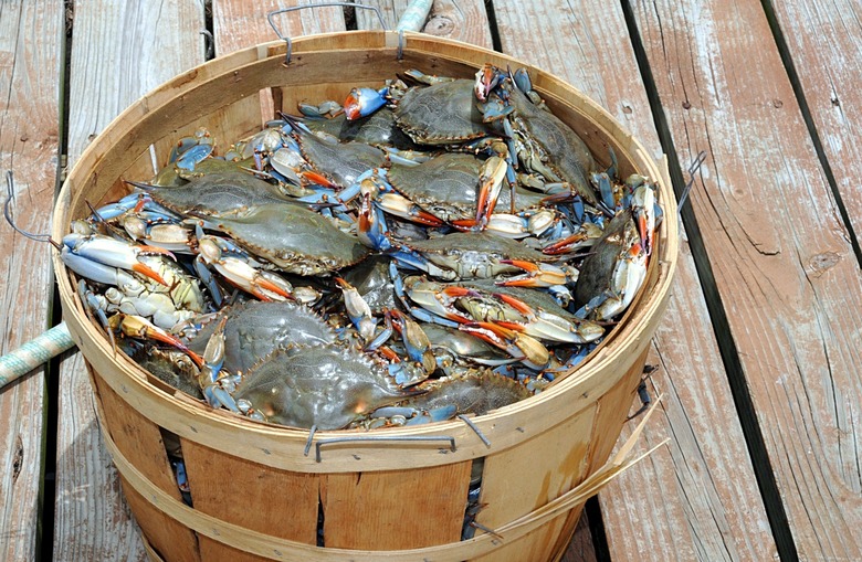 Blue crabs for Chicken Chesapeake