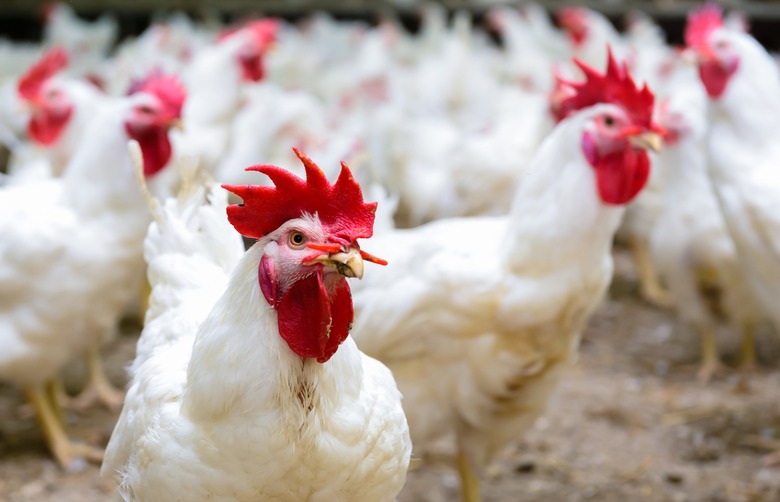 chickens