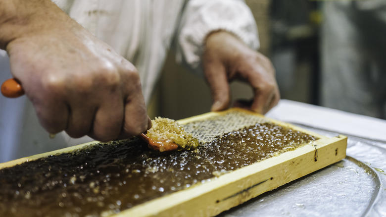 Honeycomb being harvested