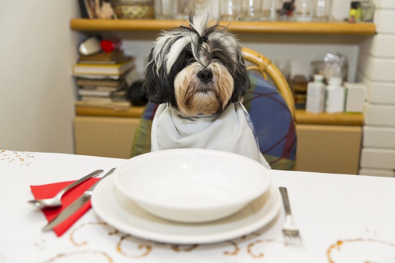 dog