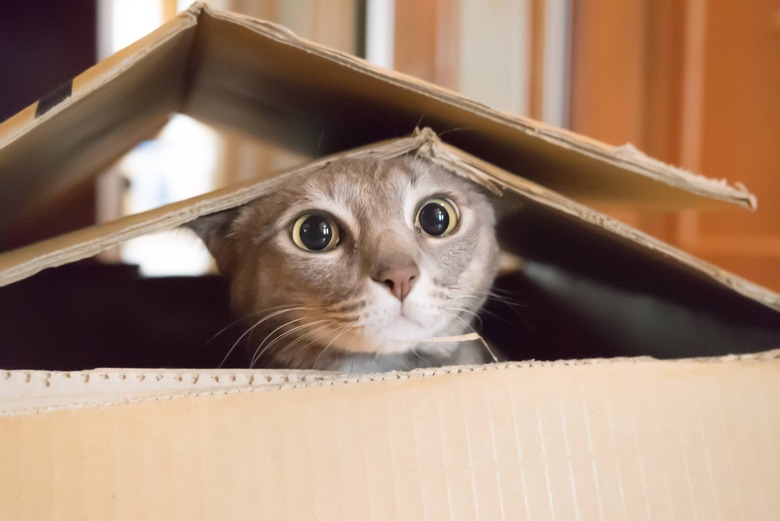 cat