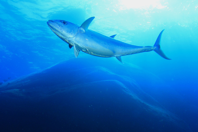 Bluefin tuna