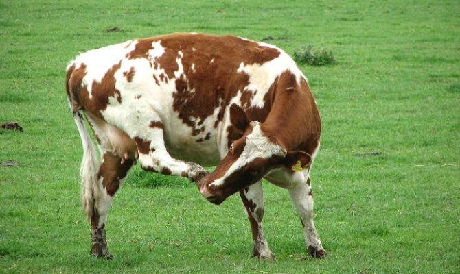 Cow itches foot