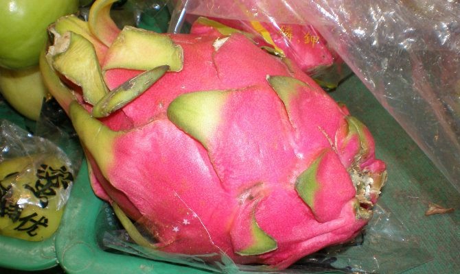 dragon fruit