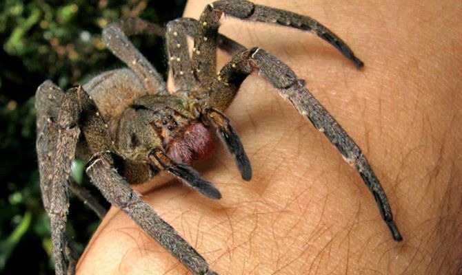 Brazilian wandering spider