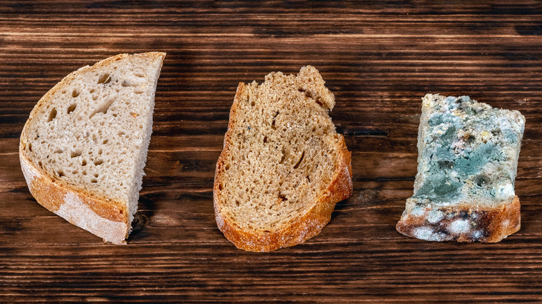 fresh stale and moldy bread