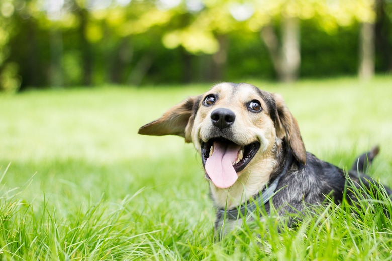 dog