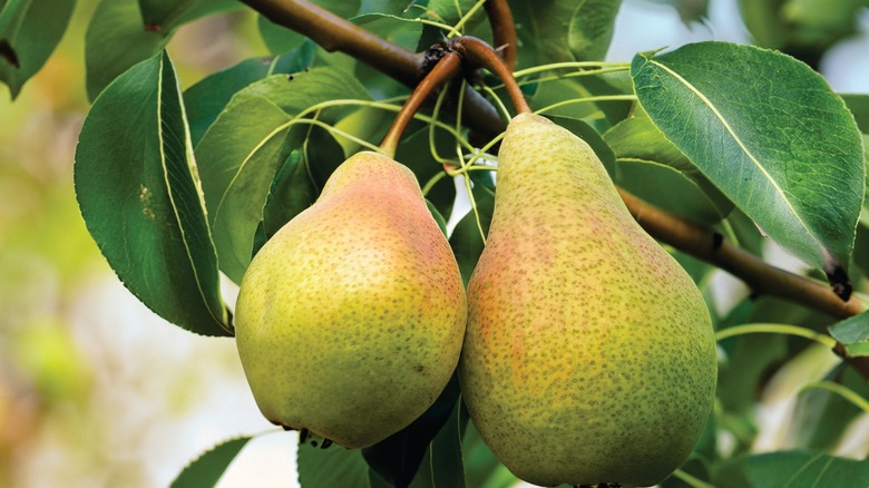pears on a tree