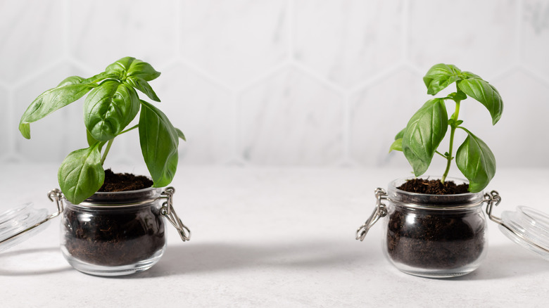 Two fresh basil plants growing in small glass jars