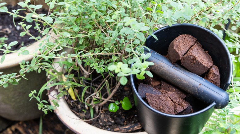 Compacted coffee grounds next to a potted plant