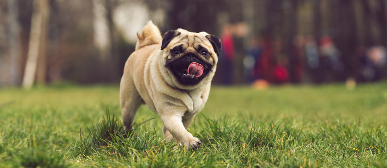 pug
