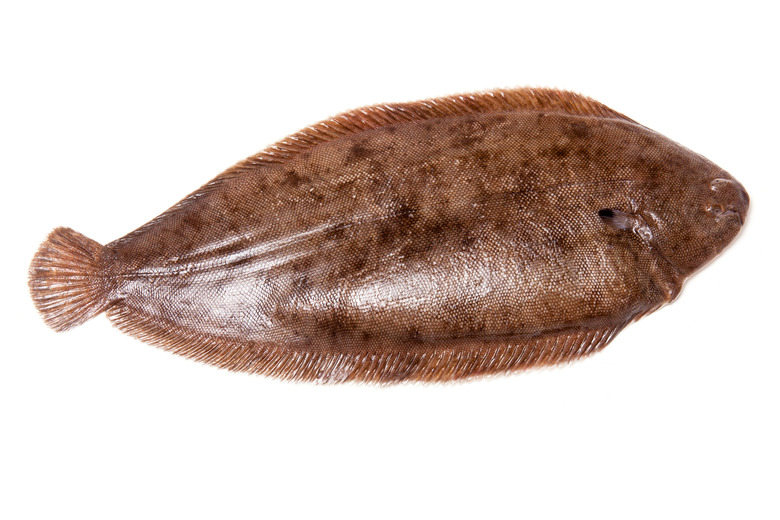 dover sole