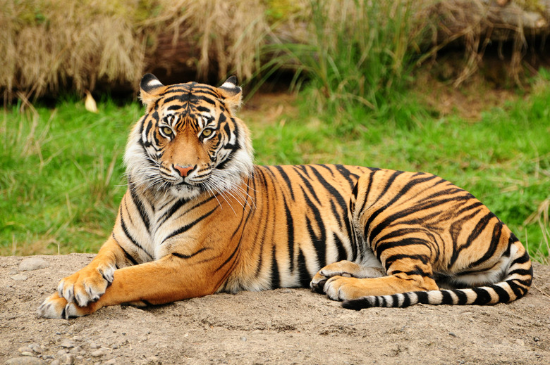 drunk man feeds tiger