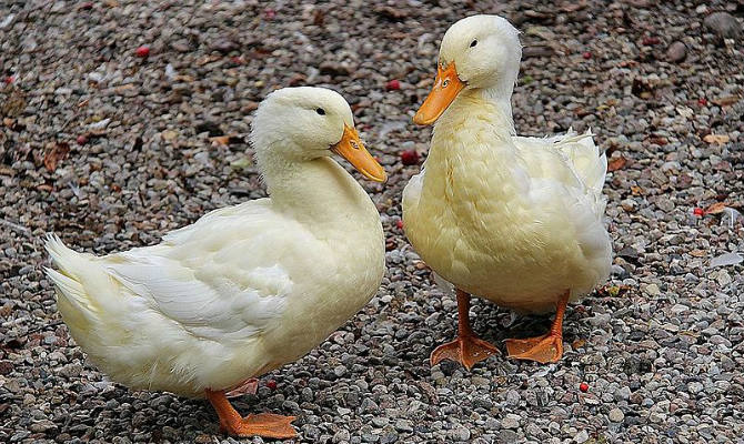White ducks