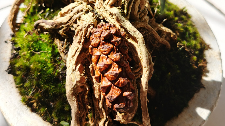 9. Hanging Pinecone Decorations